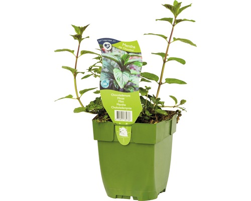 Menthe chocolat en pot
