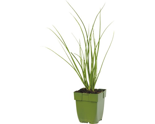 Plante d''herbe dans un pot