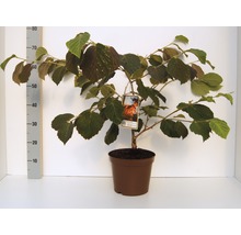 Katsura en pot