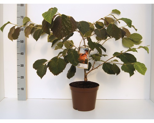 Noisetier de sorcière rouge FloraSelf Hamamelis intermedia 'Diane' h 40-60 cm Co 5 l floraison hivernale Katsura en pot