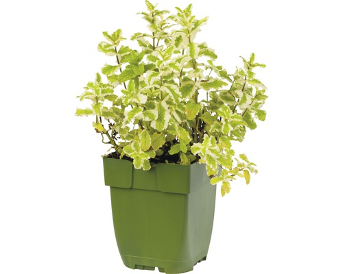 Topf mit panaschierter Minze.