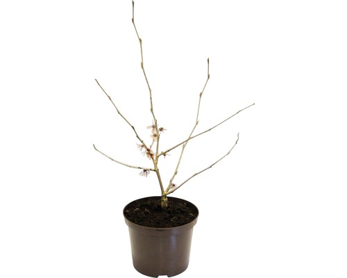 Rote Zaubernuss FloraSelf Hamamelis intermedia 'Feuerzauber' H 40-60 cm Co 5 L Winterblüher Zaubernuss im Topf