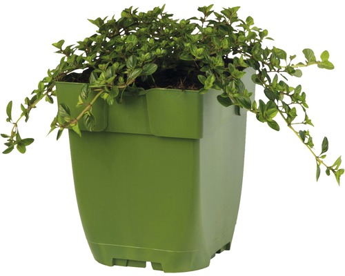Plant de thym en pot