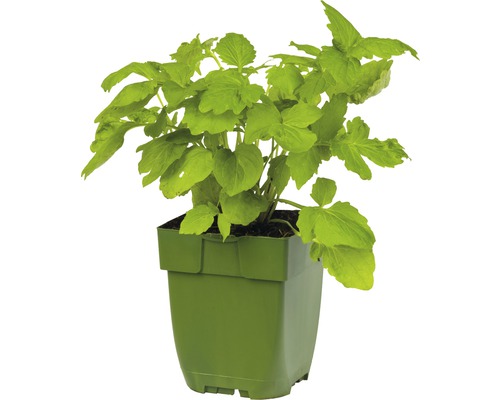 Plante en pot