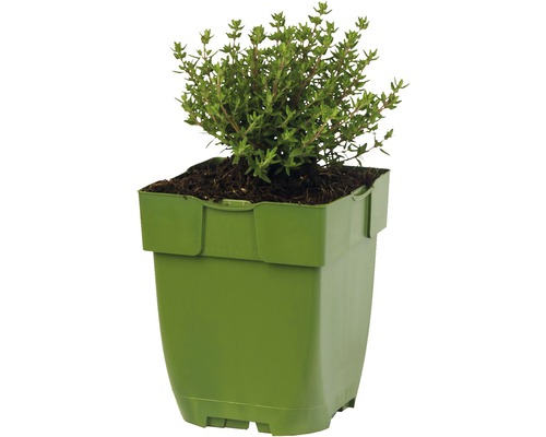 Thym dans un pot de fleurs