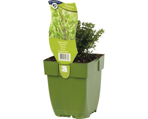 Plant de thym en pot