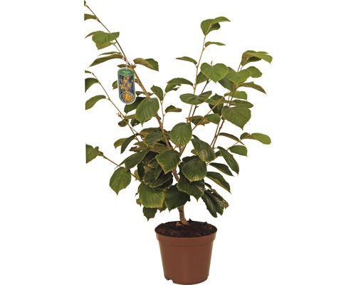 Gelbe Zaubernuss FloraSelf Hamamelis intermedia 'Westerstede' H 40-60 cm Co 5 L Winterblüher Korkenzieherhasel in einem Topf