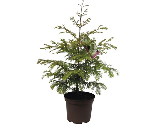 Urweltmammutbaum FloraSelf Metasequoia glyptostroboides 'Chubby' H 40-60 cm Co 5 L