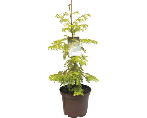 Urweltmammutbaum FloraSelf Metasequoia glyptostroboides 'Goldrush' H 40-60 cm Co 5 L
