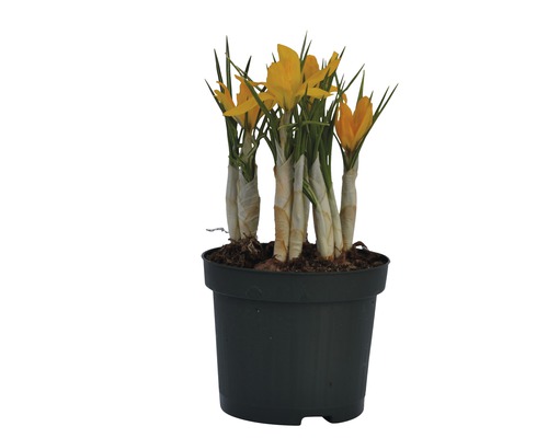 Crocus jaune en pot