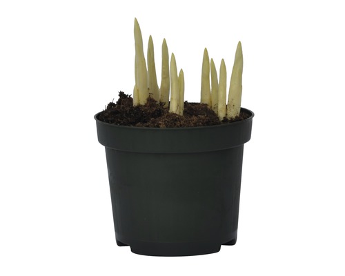 Plante hosta dans un pot