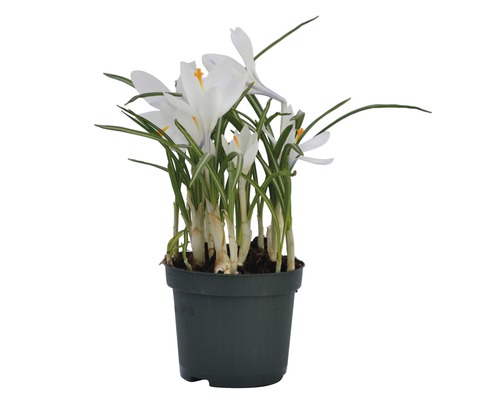 Krokus im Topf mit weißen Blüten