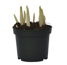 Jeune plant d''Hosta en pot
