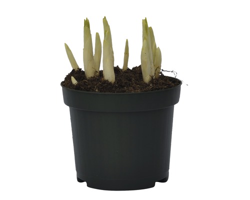 Jeune plant d''Hosta en pot