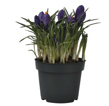 Crocus en pot