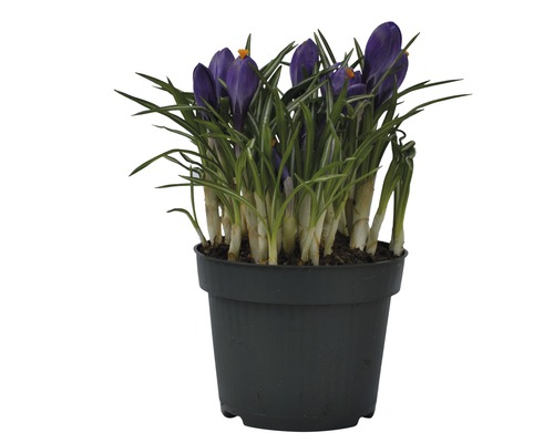 Crocus en pot