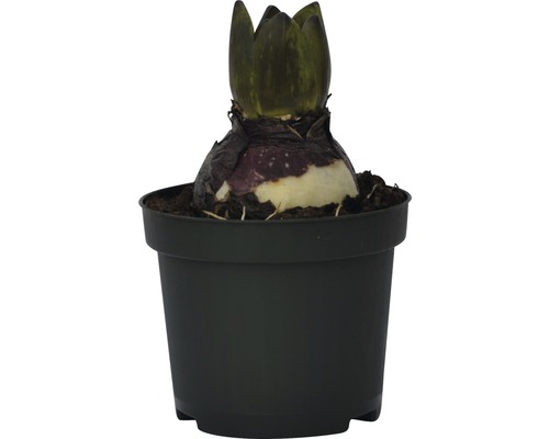 Bulbe d''Amaryllis dans un pot