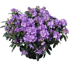Großblumige Alpenrose, Rhododendron FloraSelf Rhododendron 'Catawbiense Grandiflorum' H 60-70 Co 15 L