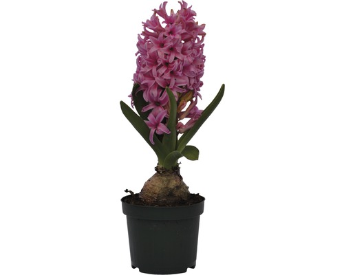 Hyazinthe FloraSelf Hyacinthus orientalis 'Pink Pearl' Ø 9 cm Topf