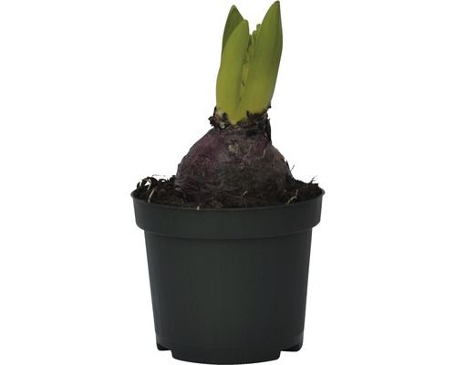 Jacinthe en pot