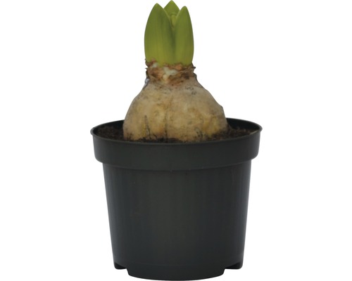 Amaryllis Zwiebel in einem Topf