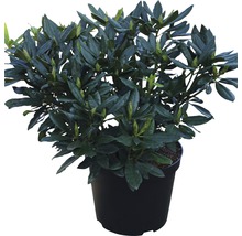 Rhododendron en pot