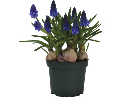 Pot de muscaris en fleurs