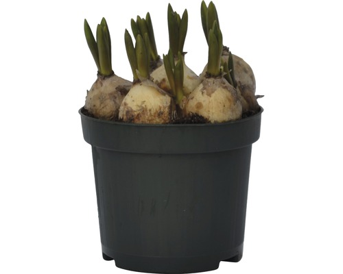 Bulbes de fleurs en pot