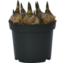 Bulbes de fleurs dans un pot