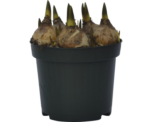 Bulbes de fleurs dans un pot