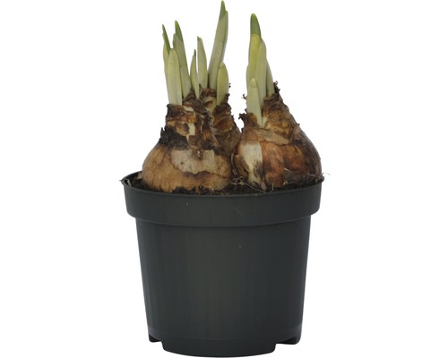 Bulbes de jonquilles dans un pot