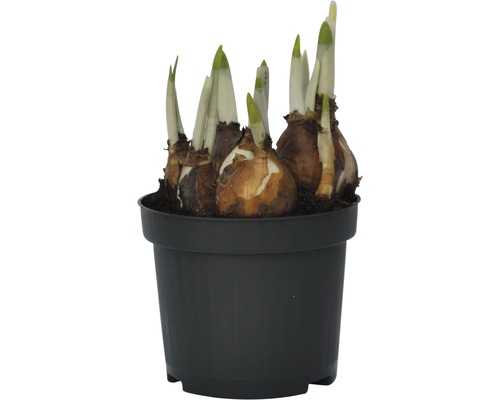 Bulbes de fleurs dans un pot noir