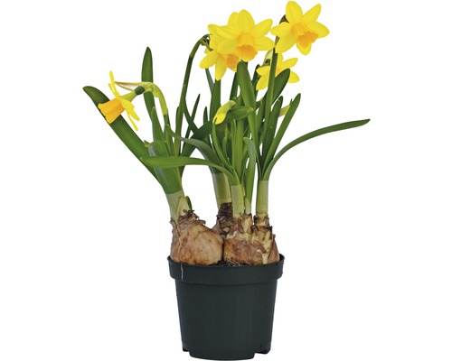 Narcisse jaune, narcisse trompette FloraSelf Narcissus pseudonarcissus 'Tête à Tête' pot Ø 9 cm