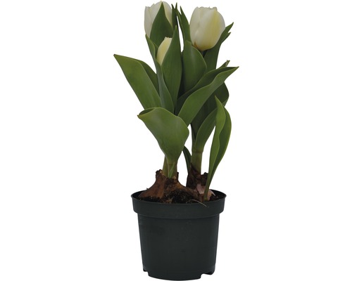Pot de tulipes blanches
