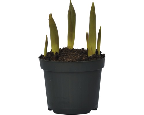 Bulbe de glaïeul en pot