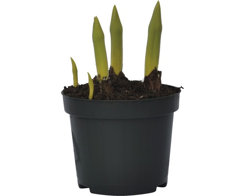 Jeune plante en pot avec de jeunes pousses