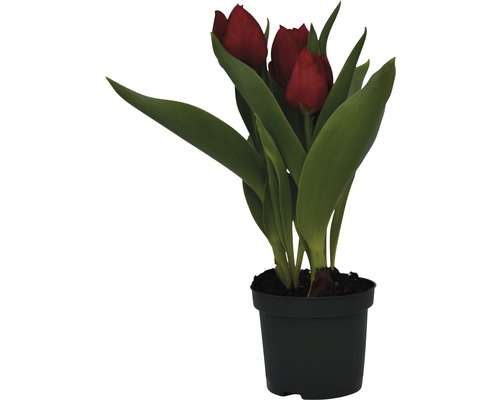Pot de tulipes rouges