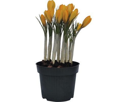 Crocus jaune en pot