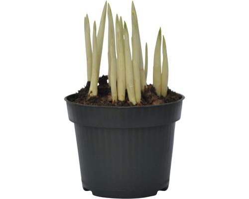 Hosta en pot