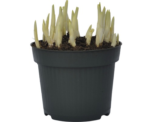 Hosta en pot