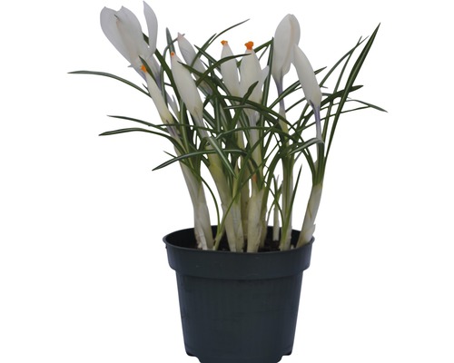Crocus en pot