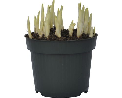 Plant de Hosta dans un pot