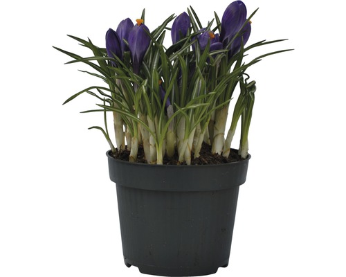 Crocus en pot