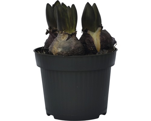 Bulbes de jacinthe en pot