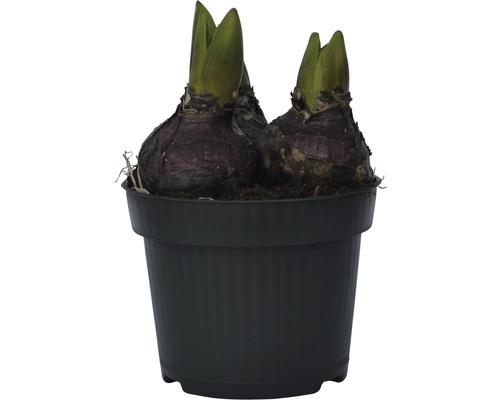 Deux bulbes d''amaryllis dans un pot