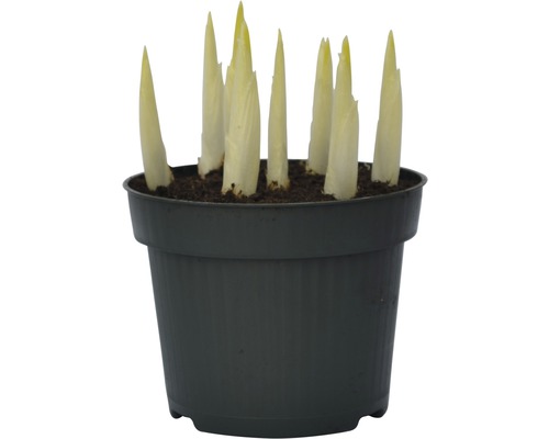 Hosta en pot