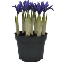 Iris réticulé FloraSelf Iris reticulata 'Harmony' pot Ø 12 cm-thumb-0