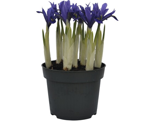 Iris réticulé FloraSelf Iris reticulata 'Harmony' pot Ø 12 cm-0