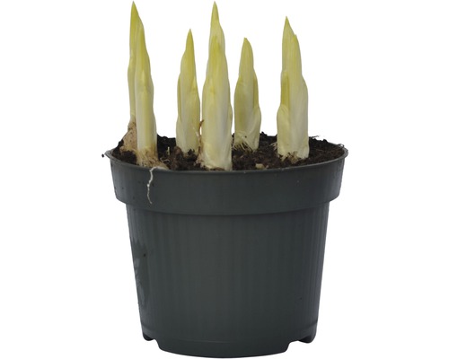 Plant de chicorée dans un pot