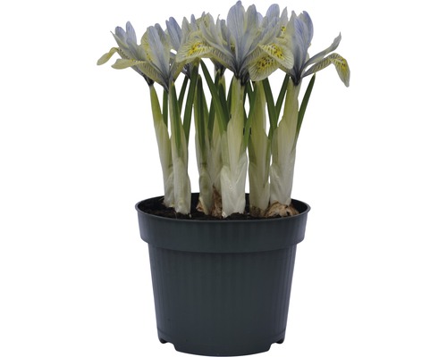 Plante d''iris en pot